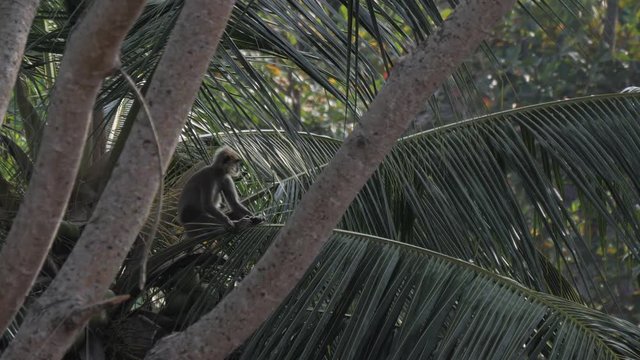 Tufted grey langur in Sri Lanka