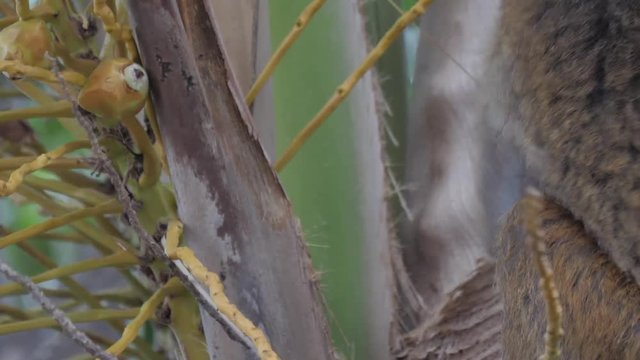 Toque macaque eating in Sri Lanka