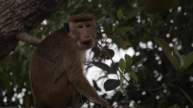 Toque macaque eating in Sri Lanka