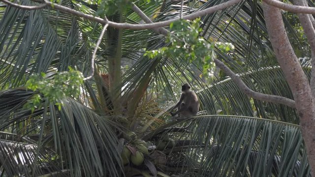 Tufted grey langur in Sri Lanka