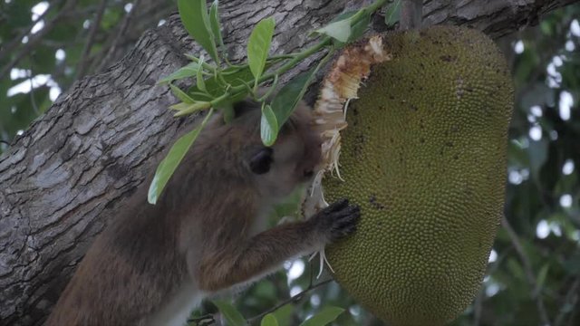Toque macaque eating in the rain in Sri Lanka