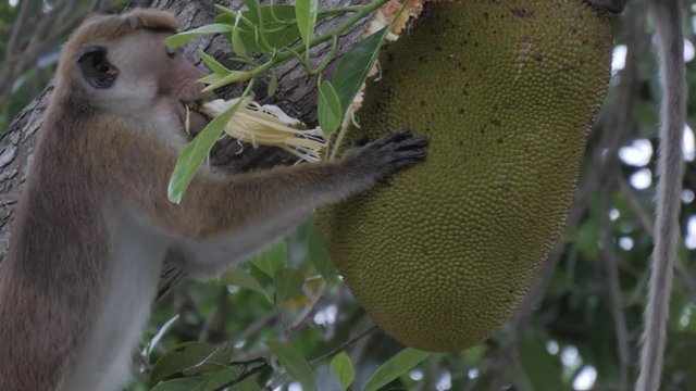 Toque macaque eating in Sri Lanka