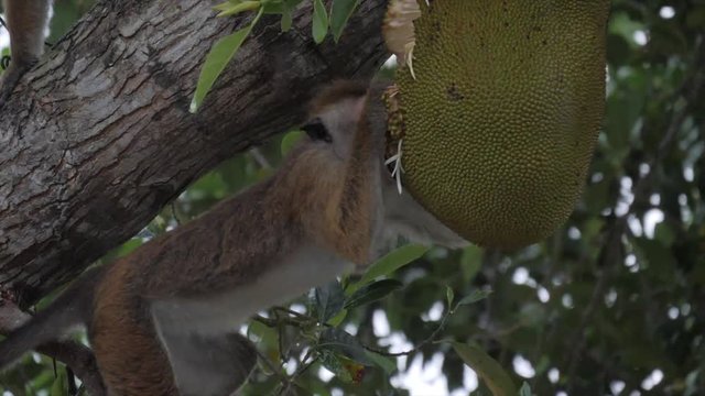 Toque macaque eating in Sri Lanka