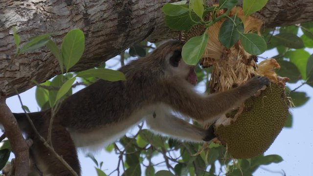 Toque macaque in Sri Lanka