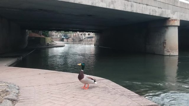 A fairly close shot of a duck on a riverwalk that flies away.