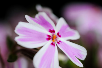 moss pink flower