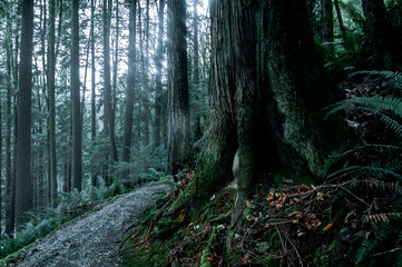 Obraz premium Dreamland trail