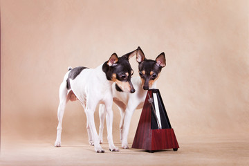 Doggies smell a metronome