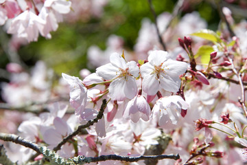 Fototapeta na wymiar Cherry blossoms on cherry tree blowing in the wind. Cherry blossom is a flower of several trees of genus Prunus, particularly the Japanese cherry, Prunus serrulata, called sakura