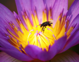 close up beautiful single blooming purple lotus