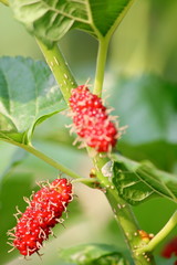 mulberry fruit and mulberry leaf on the branch