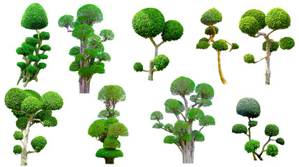 Collection of Isolated trees on white background, The collection of trees for use in architectural design or Decoration work, Beautiful ornamental tree from Thailand.