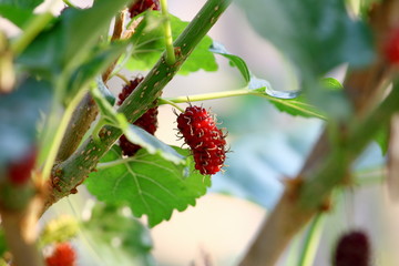 mulberry fruit and mulberry leaf on the branch