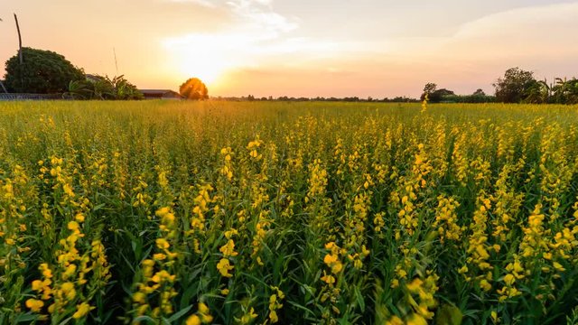 Day to night time lapse of sunhemp field / Crotalaria juncea in sunset time