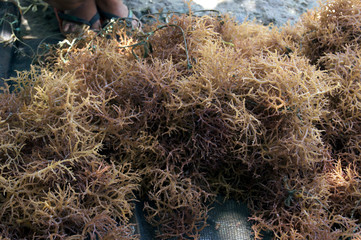 Eucheuma denticulatum, a kind of a red algae - seaweed 