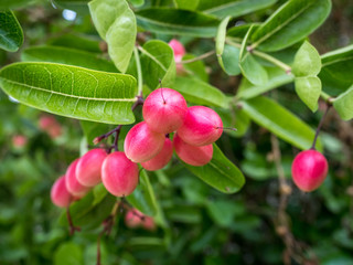 hai fruit - fresh Bengal Currants or Karanda (Carunda) in garden