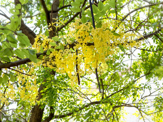 Golden Shower Tree vol1