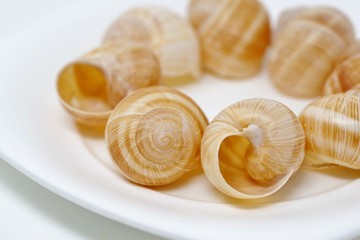 エスカルゴの貝殻