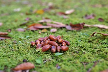 苔の上のどんぐりと落ち葉