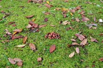 苔の上のどんぐりと落ち葉