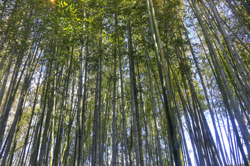 Fototapeta premium Yokkaichi, Japan