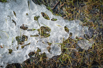 Snow Plaque Melting on Grass