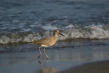 Shorebird and Beach