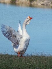 Big white guinea goose against the background of the lake