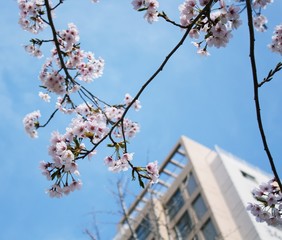 봄날을 알리는 아파트 단지내 벗꽃