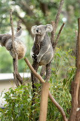 Koala Bear or Phascolarctos cinereus, sitting on tree branch