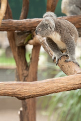 Koala Bear or Phascolarctos cinereus, walking across tree branch looking back
