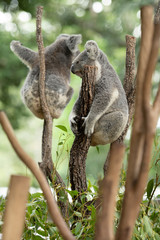Two Koala Bears or Phascolarctos cinereus, clinging to top of tree branch with green blurred background