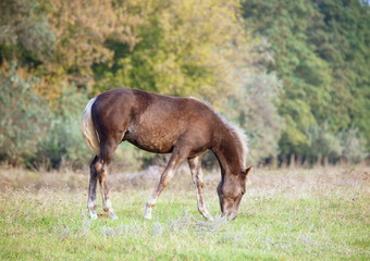 Naklejka na ściany i meble The beautiful foal of silvery-black color grazing on a meadow