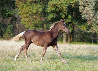 The warmblood foal of silvery-black color runs on a meadow