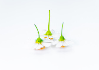 The flowers of the inverted Gemini under the white background