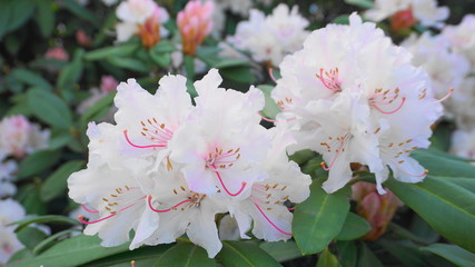 Beautiful and showy rhododendron shrub in bloom with delicate flowers close up. Evergreen shrub.