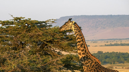 giraffe feeding with oloololo escarpment masai mara in the distance