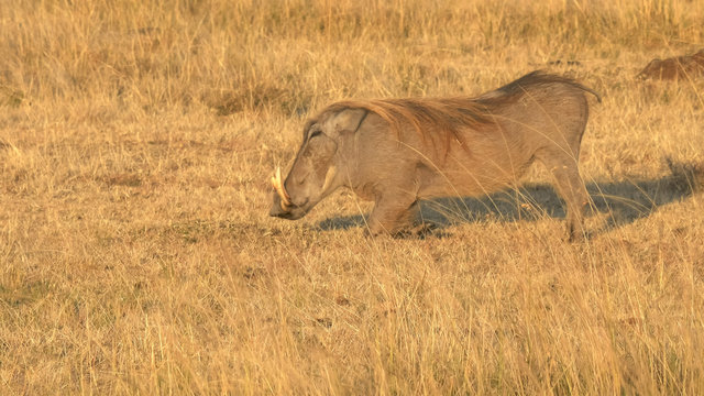 a warthog kneels to feed in masai mara game reserve
