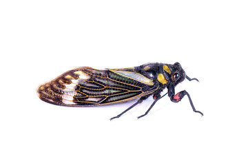 Cicada : Butterfly cicadas with broad multicolor wings. Blue butterfly-wings cicada (Distantalna splendida) is a cicada species from southeast Asia (Thailand, Myanmar and India) Isolated on white.