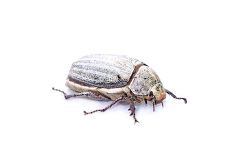 Beetle : White beetle (Lepidiota stigma Fabricius) isolated on white background. Edible beetle from southern Thailand. Entomophagy, other natural sources of nutrients. Exotic food