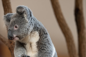Fototapeta premium Close up of Koala Bear or Phascolarctos cinereus, sitting on branch looking to left