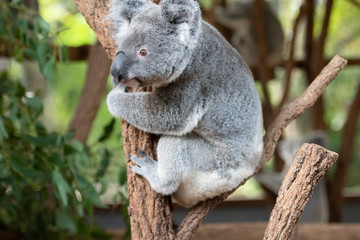 Close up of Koala Bear or Phascolarctos cinereus, climbing tree branch looking down