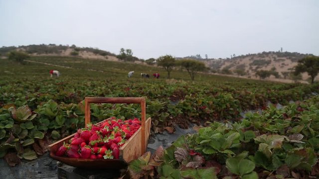 Strawberry on field