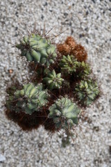 cactus in desert