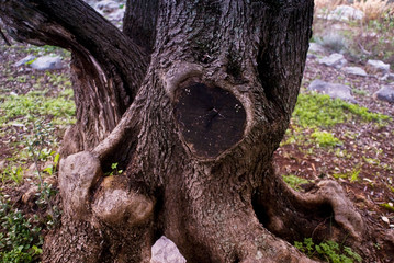 trunk of a tree