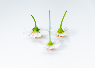 The flowers of the inverted Gemini under the white background