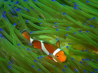 Closeup and macro shot of Western Clown fish or Anemonefish during leisure dive underwater in...