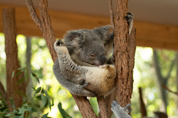 Close up of Koala Bear or Phascolarctos cinereus, sitting high up