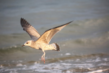 bird sea gull in summer by the Mediterranean sea