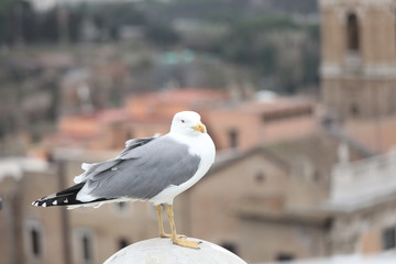 seagull with grey plumage in european city